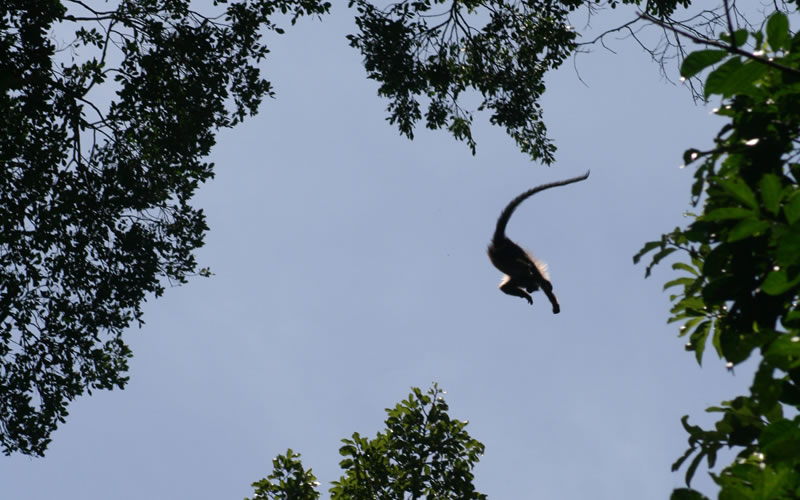 Mangabey Tracking